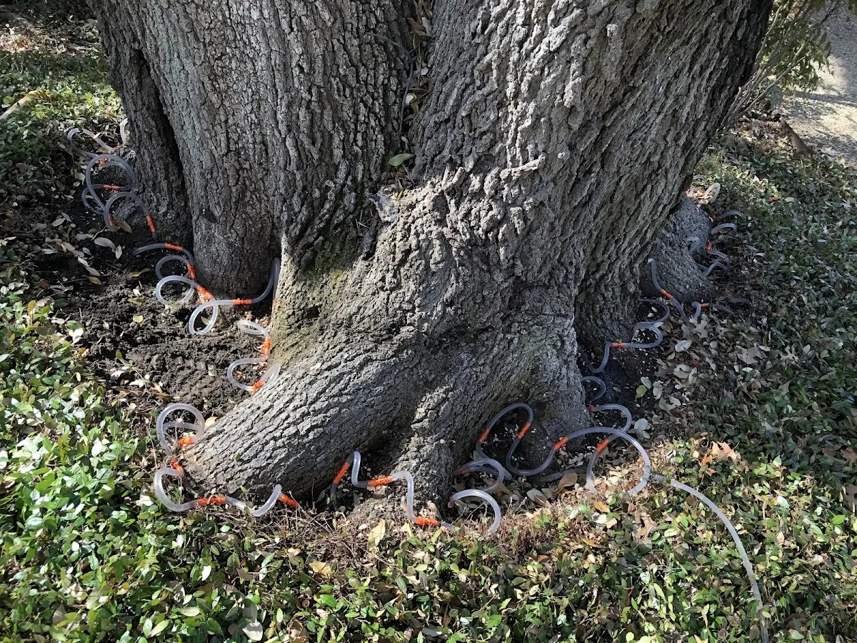 Detailed Tree Cabling and Bracing job site in Christmas Valley