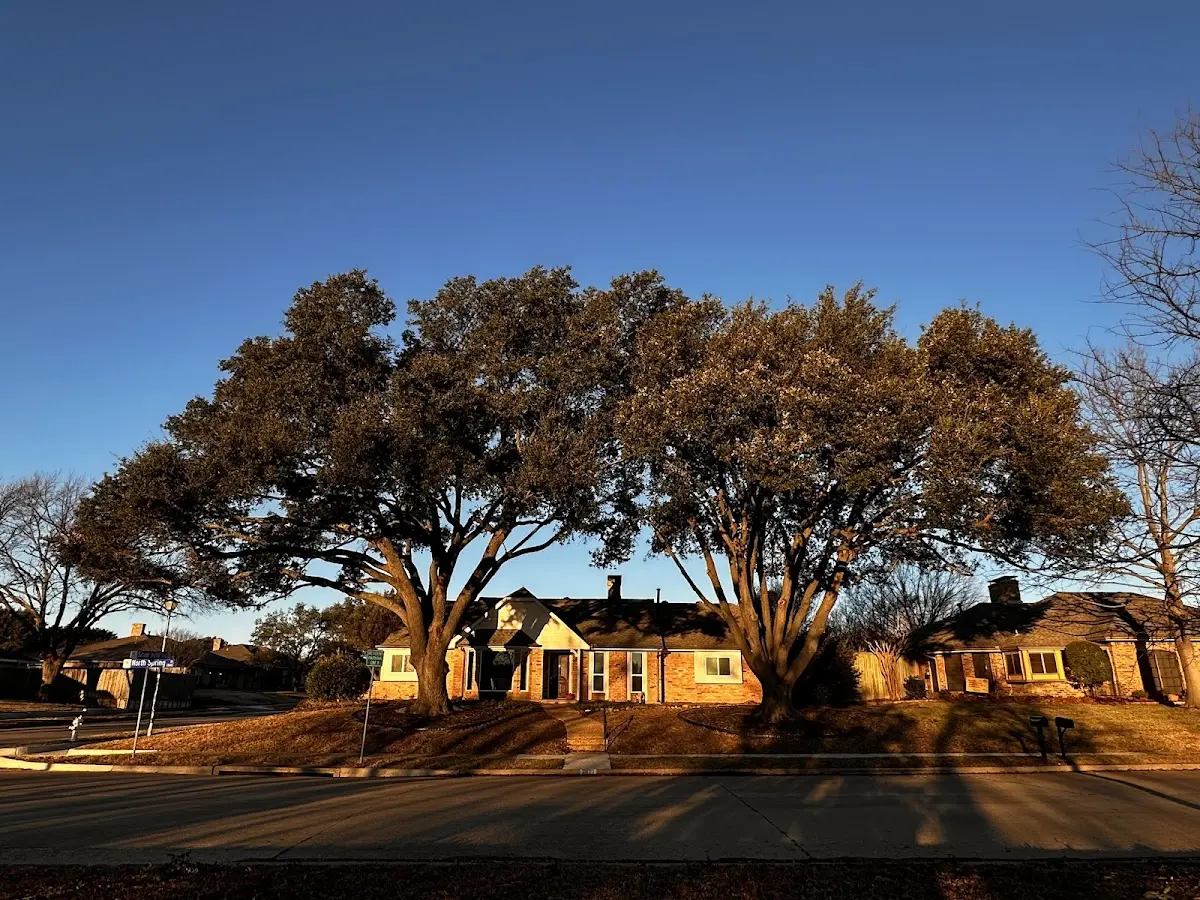 Established residential canopy tree shading a home in Christmas Valley