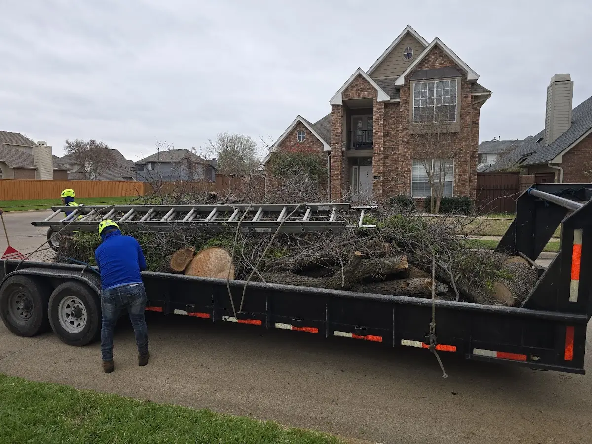 Expert Tree Removal with proper safety equipment in Christmas Valley